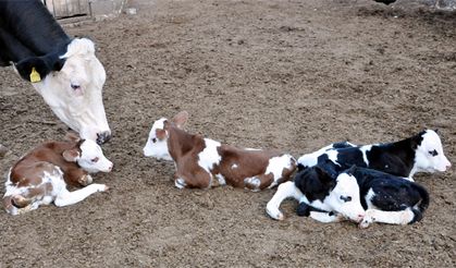TESK: Hayvancılık ivme kazanacak!