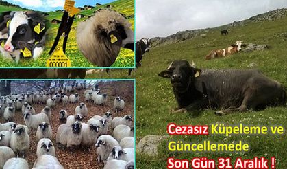 Her yaşta hayvanın küpelemesinde son gün 31 Aralık