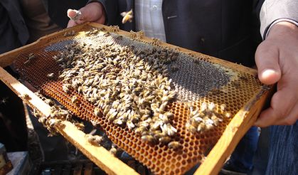 Diyarbakır’da arıcılık destekleri ödeniyor