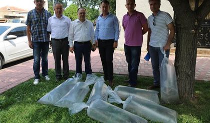 Bursa’da göletler balıklandırıldı