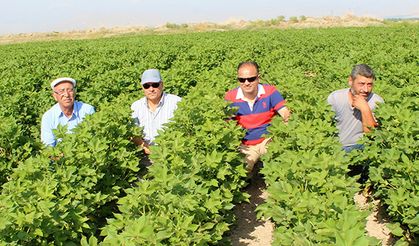 Iğdır’da çiftçi pamuğa yöneldi