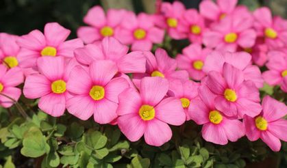 Hollanda’dan çiçek ithal eden belediyeler açıklanmadı!