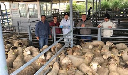 Edirne’de genç çiftçinin yüzü güldü