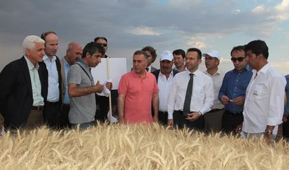 Diyarbakır’da ‘Buğday Hasat Şenliği’ yapıldı