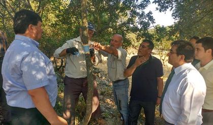 Tarım İl Müdürlüğü: Yabani fıstıklara karşı proje başlattı