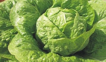 Marul tohumunda düşündüren çelişki!