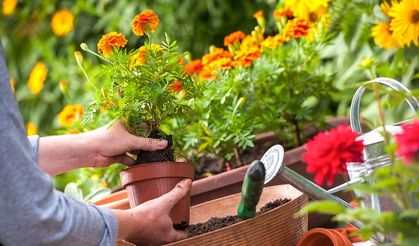 Süs bitkisinde KDV karışıklığı!