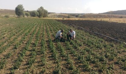 Kastamonu’da tıbbı nane demonstrasyonu kuruldu