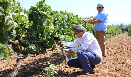 Üzümde rekolte çalışmaları başladı