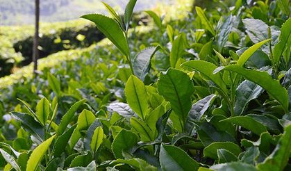 Çay üreticisine 13 kuruş fark ödemesi desteği