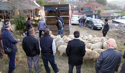 14 genç çiftçiye 518 koyun dağıtıldı