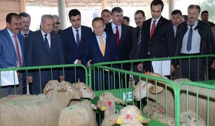 Dar gelirli vatandaşlara damızlık hayvan desteği!