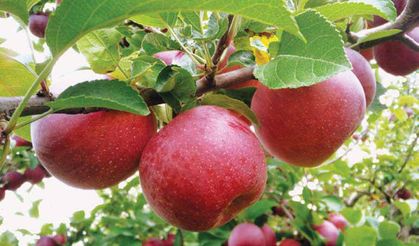 Elma üretiminde Isparta, Karaman ve Niğde ilk üçte yer aldı
