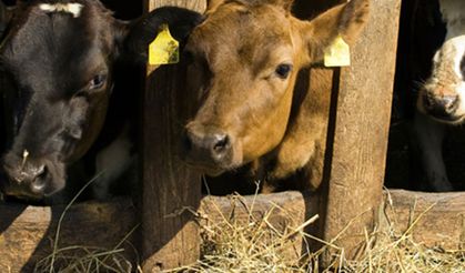 Tarımsal desteklerde hayvancılık çelişkisi!