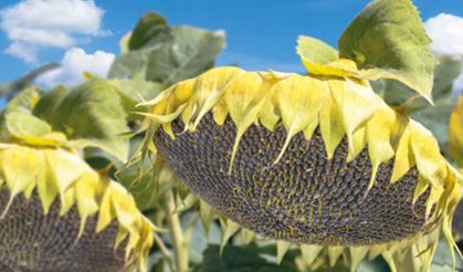 Yozgat’ta ayçiçeği ekim alanı üçe katladı!