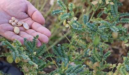 Nohut tarımı 4 yılda 110 kat arttı