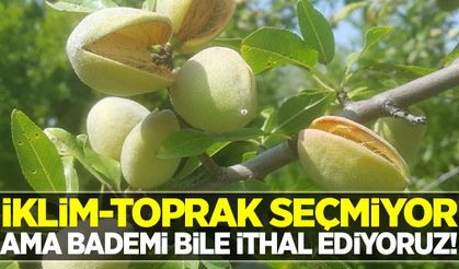 Ülkemizin her tarafında yetişebiliyor ama bademi bile ithal ediyoruz!