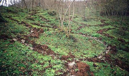 Fındıkta azotlu gübre uygulamalarında nelere dikkat edilmeli?