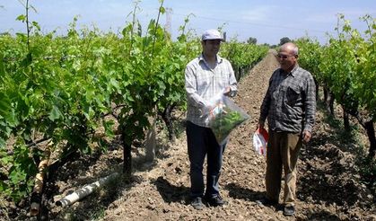 Tarım İl Müdürlüğü: Bitkisel üretimde zirai ilaç denetimini artırdı!