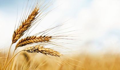 Boş arazilere buğday ekin çağrısı!