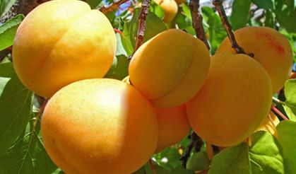 TMO: Kayısı alımı yapacak!