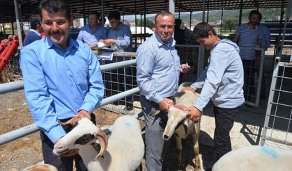 Denizli’de karya koç dağıtıldı