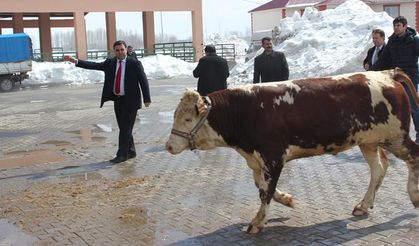 Muş’ta 30 yetiştiricinin yüzü güldü!