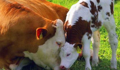 Besilik erkek sığır desteklemesinde ikinci dönem listeleri askıda