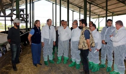 Adana Tarım İl Müdürü Tekin: Bu yıl büyükbaş düve desteği verilecek!