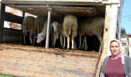 Genç kadın çiftçiler koyunlarını teslim aldı