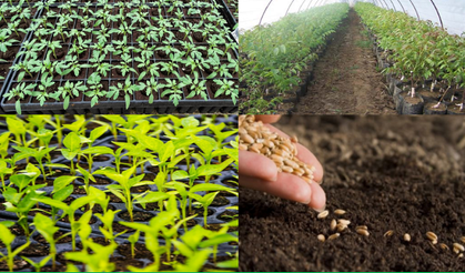 Tohum, fide ve fidan alırken nelere dikkat edilmeli?