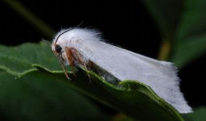 Amerikan Beyaz Kelebeğinin zarar vermediği bitki türü yok!