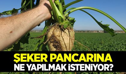 Şeker pancarına ne yapılmak isteniyor?