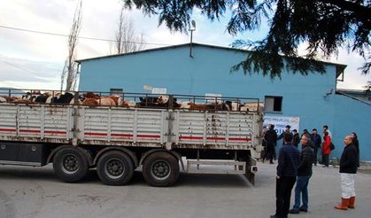 Yalova’da genç çiftçilere büyükbaş hayvan dağıtıldı