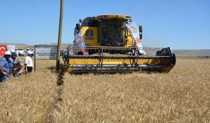 Çankırı’da ‘Buğday Hasadı Tarla Günü’ yapıldı