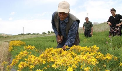 Tarım İl Müdürlüğü: Tıbbi bitkilerde demonstrasyon yaptı