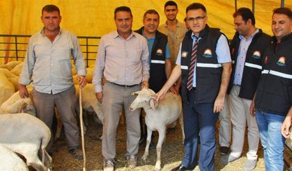 Tarım İl Müdürü:  Kurbanlık hayvan pazarını inceledi