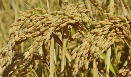 Çankırı’da çeltik ruhsat başvuruları başladı