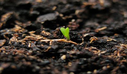 Tohumda Ak Parti çelişkisi!