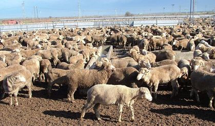 Koyun ithalatı da normalleşiyor!