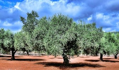 Asa: Zeytin alanları beklenilenden yüksek