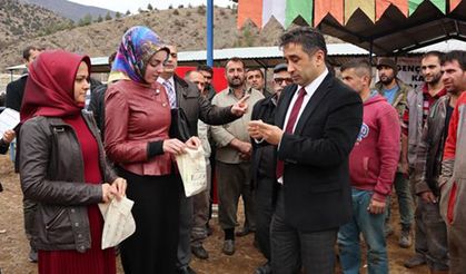 Amasya’da genç çiftçilere büyükbaş hayvan dağıtıldı