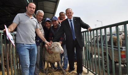 Manisa’da 81 damızlık koç dağıtıldı