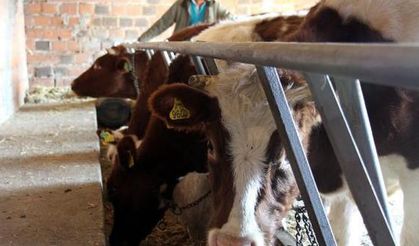 Genç çiftçilere dağıtılan damızlık düvelerde ırk tartışması!