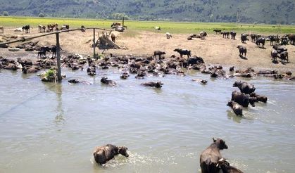 Tarım İl Müdürü açıkladı: Hayvan Islahı Projesi bu yılda uygulanacak!