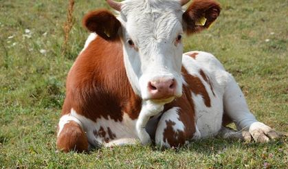 Tarım İl Müdürü açıkladı! Damızlık düve başvuruları başladı!
