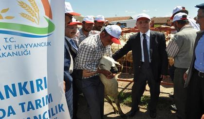 Çankırı’da koç dağıtıldı!