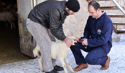 Küçükbaş hayvanlar elektronik sisteme kaydediliyor
