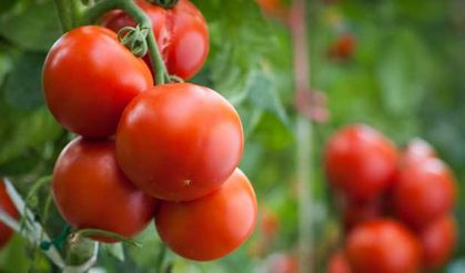 Rusya heyeti domates için geliyor