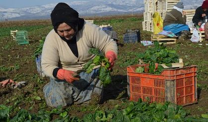 Erzincan’da kadın çiftçilere yönelik projeler başlıyor!